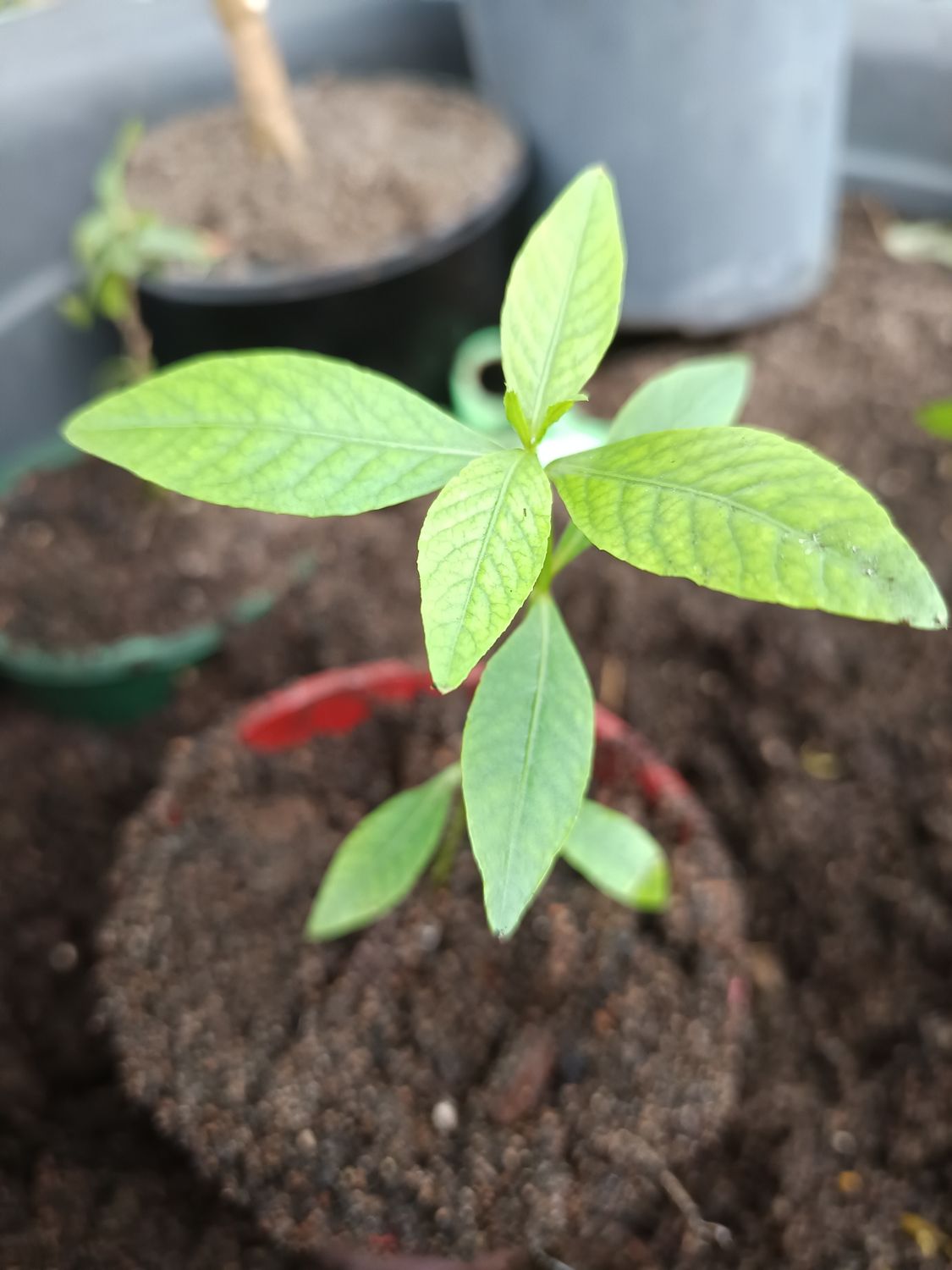 Sessile Joyweed 