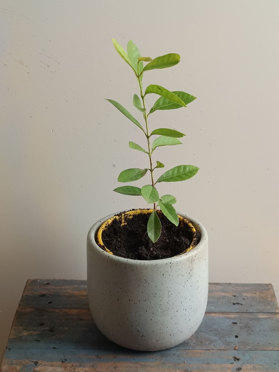Lemon Yellow Cherry Guava