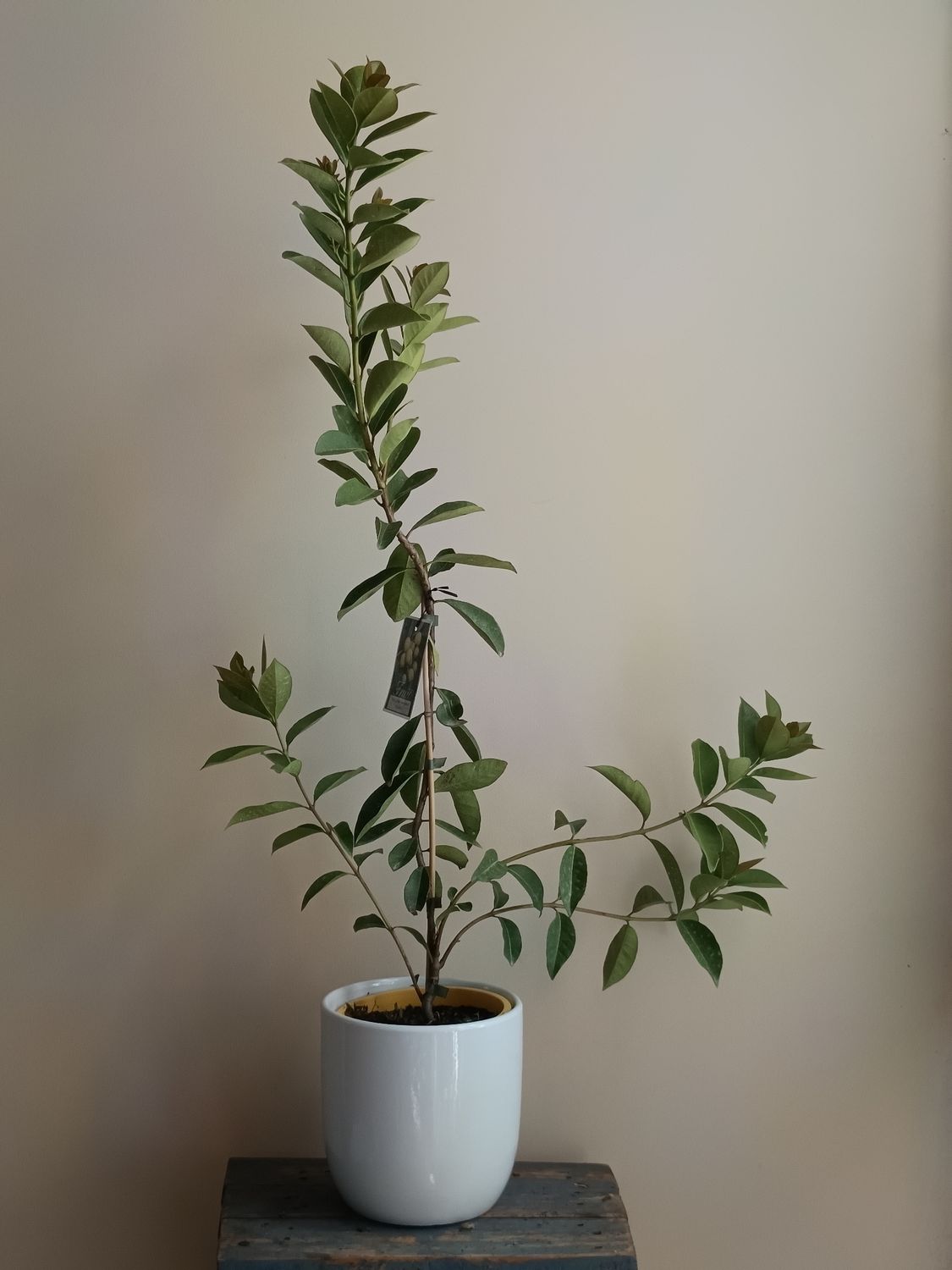 Lemon Yellow Cherry Guava