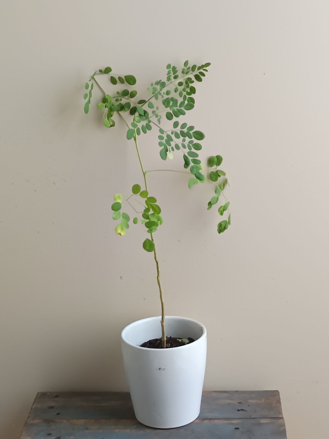 Moringa, drumstick, miracle tree