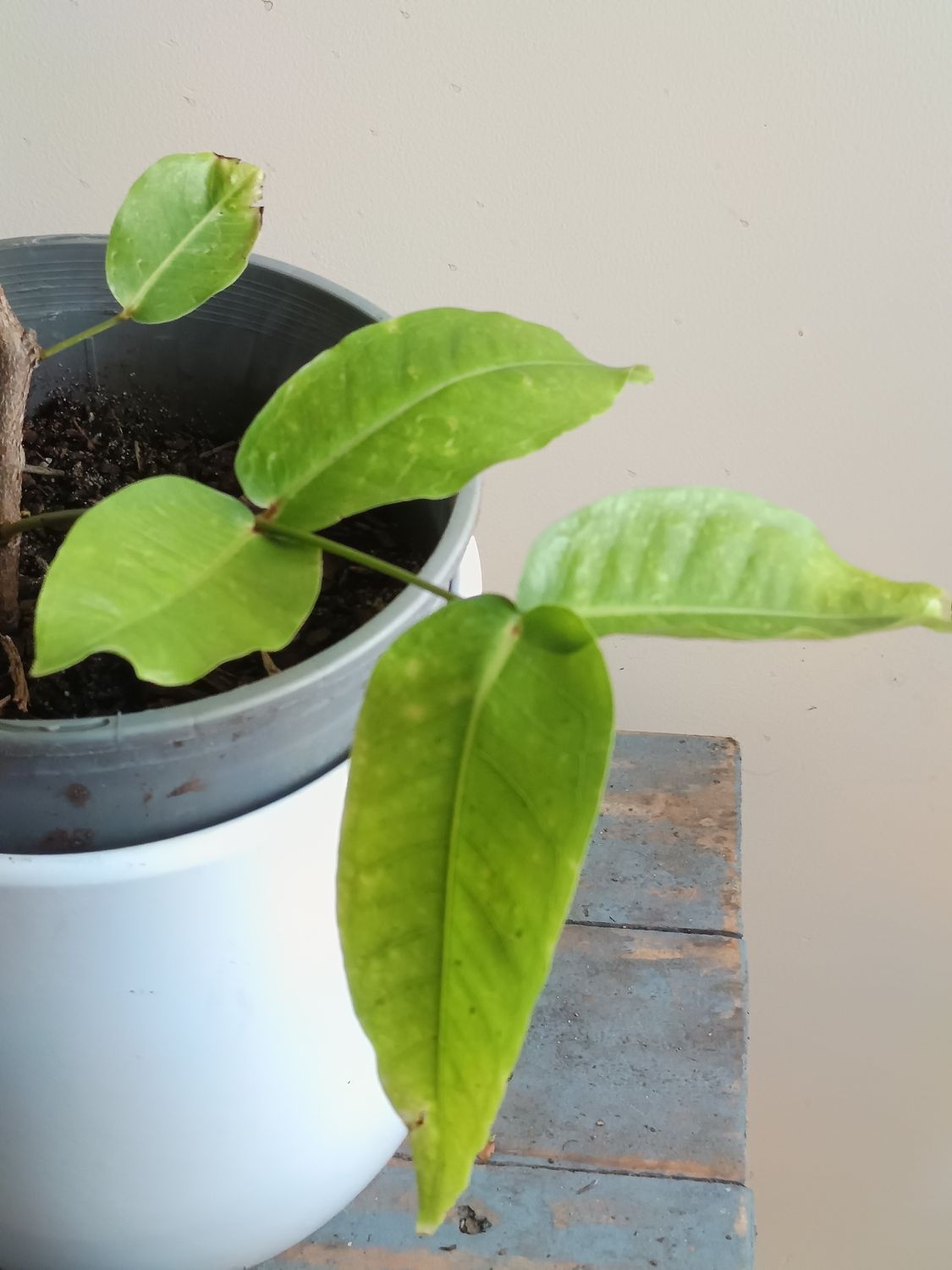 Green wax jambu