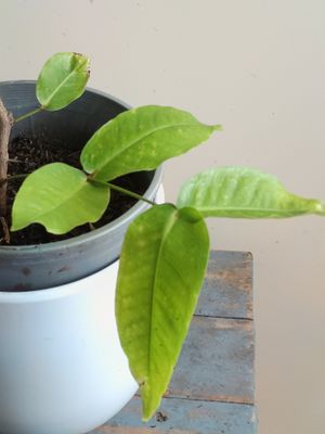 Green wax jambu