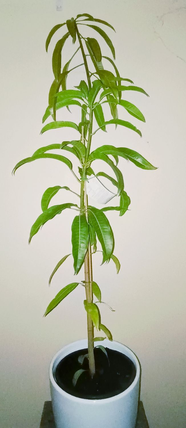 Alphonso, Indian Mango