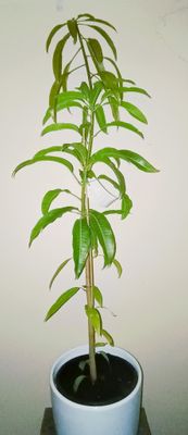 Alphonso, Indian Mango