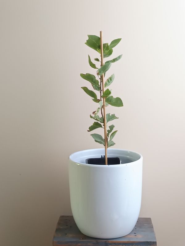 Kakadu Plum, Gubinge