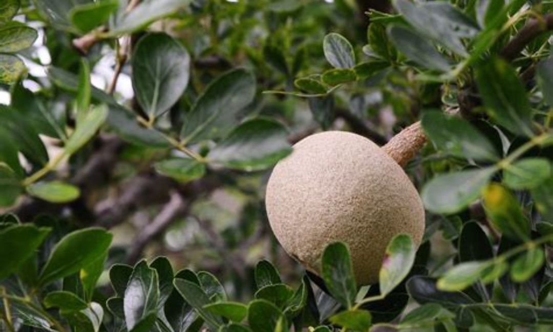 Wood Apple, grafted