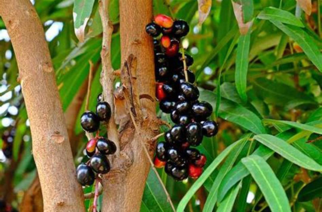 java plum, jamun