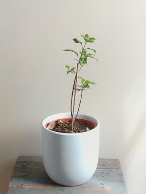 Blackberry Jam Fruit Tree