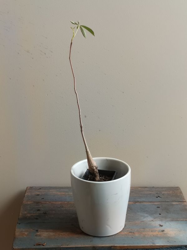 Boab, Australian