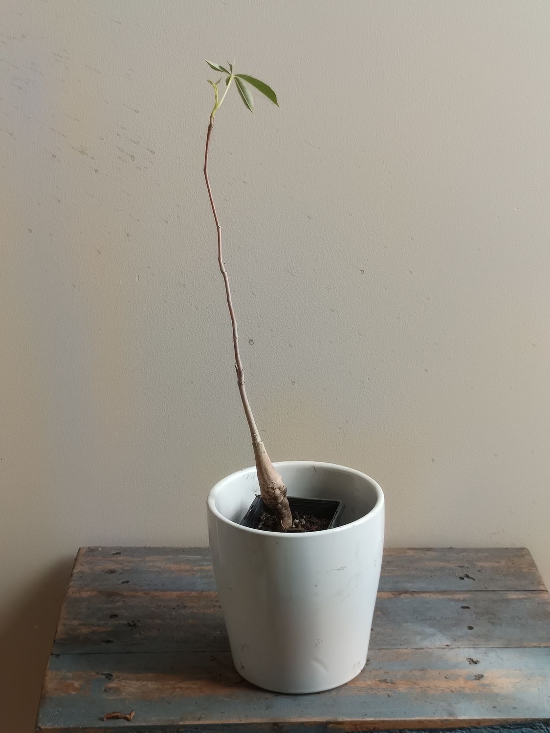 Boab, Australian