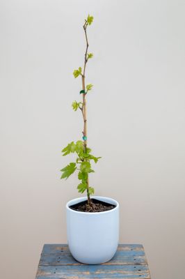 White Ladyfinger Grapes 