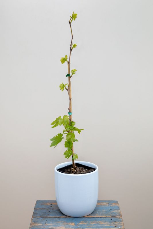White Ladyfinger Grapes 