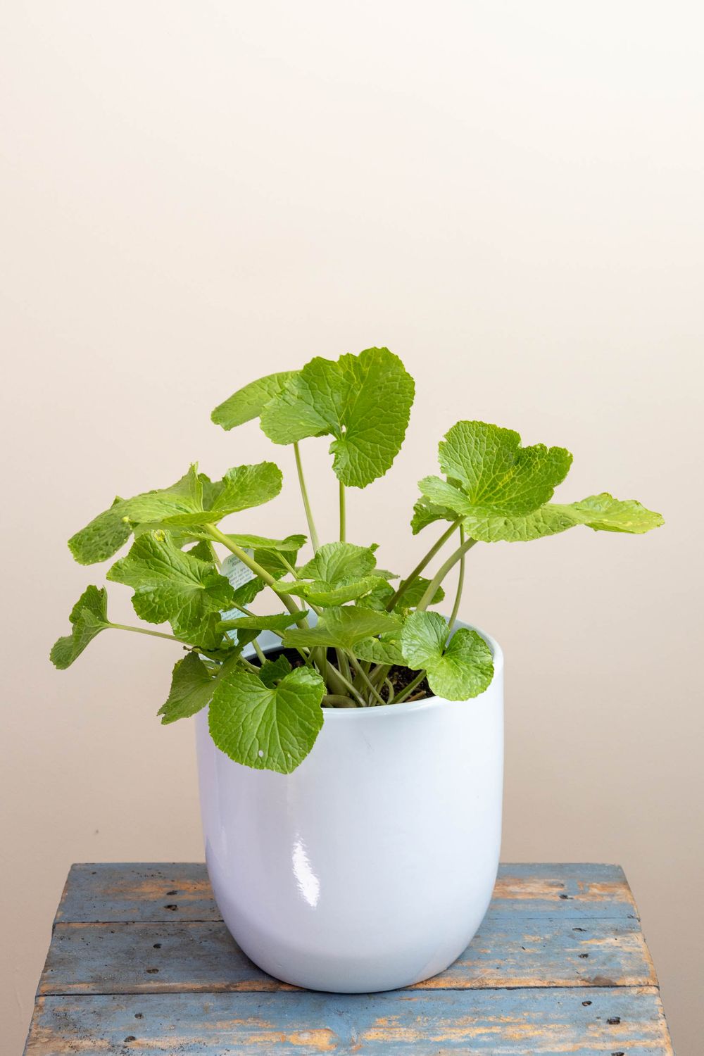 Wasabi Plant