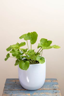 Wasabi Plant