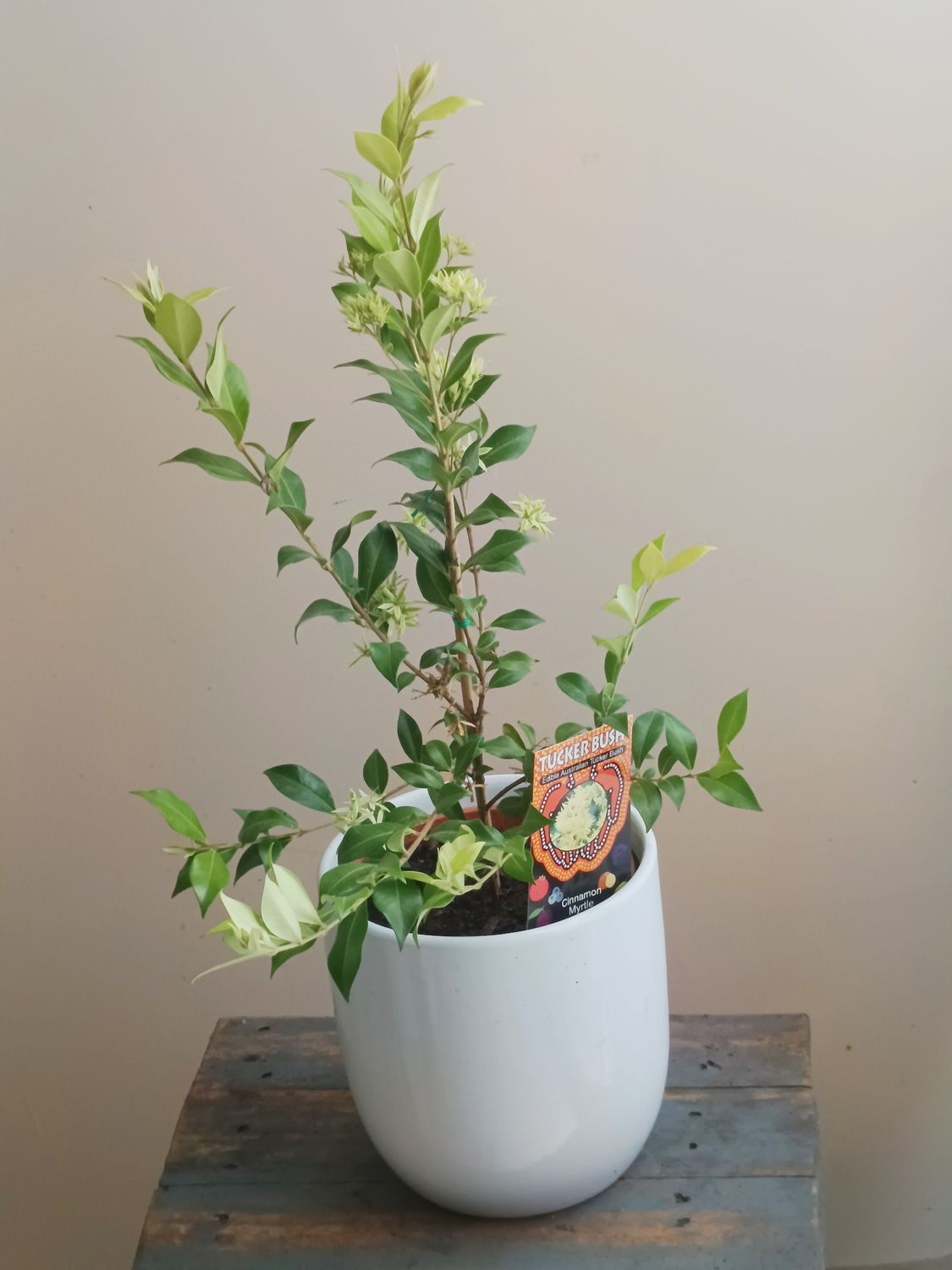 Cinnamon Myrtle