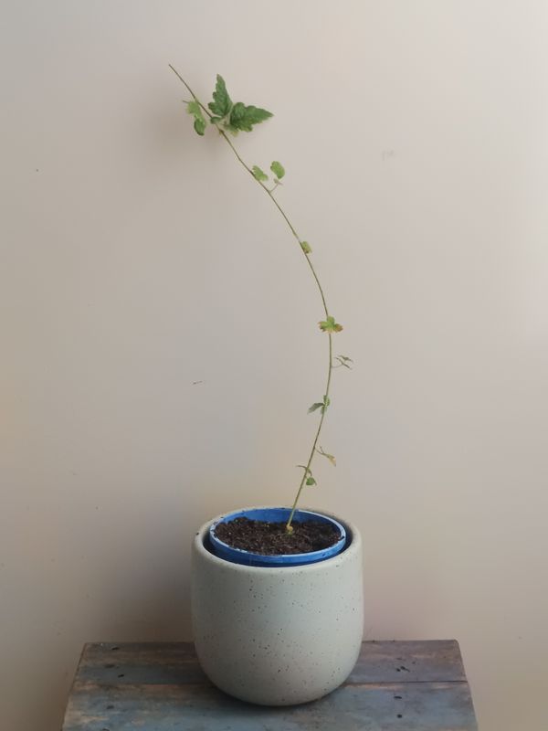 Bush Raspberry (Aussie)