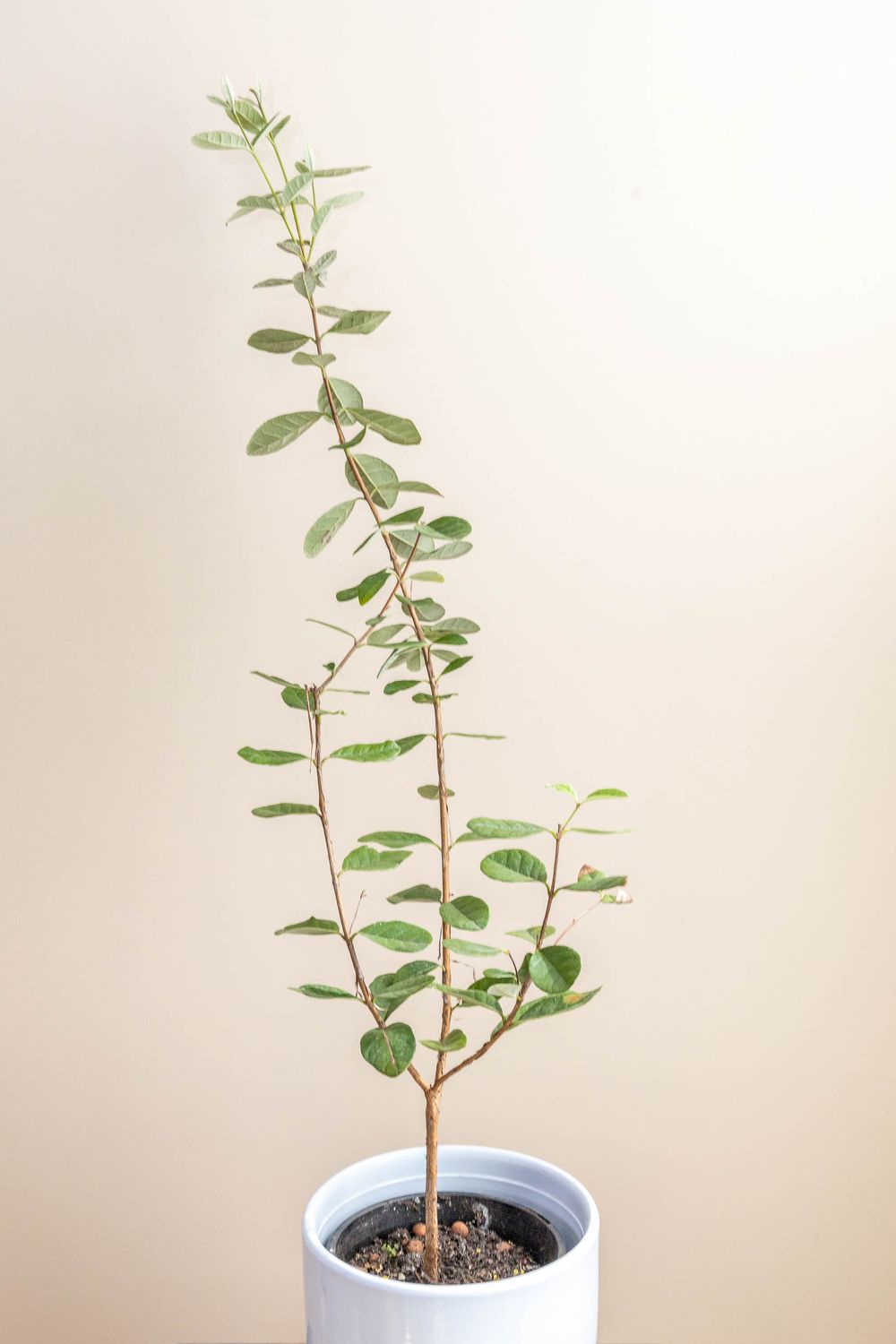 Feijoa Seedling (Large)