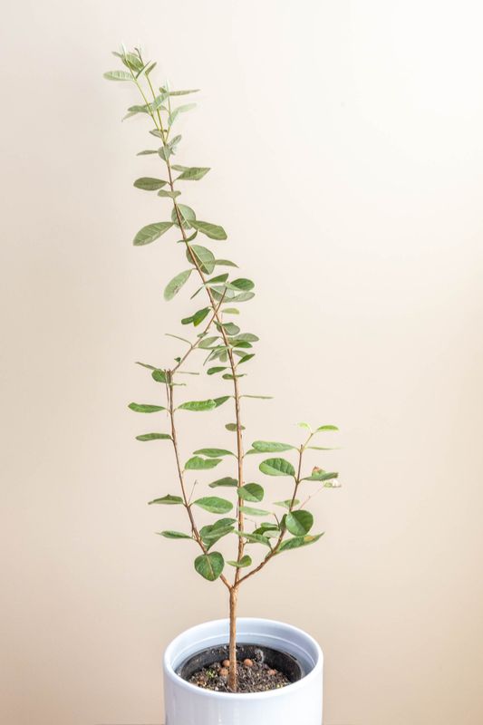 Feijoa Seedling (Large)
