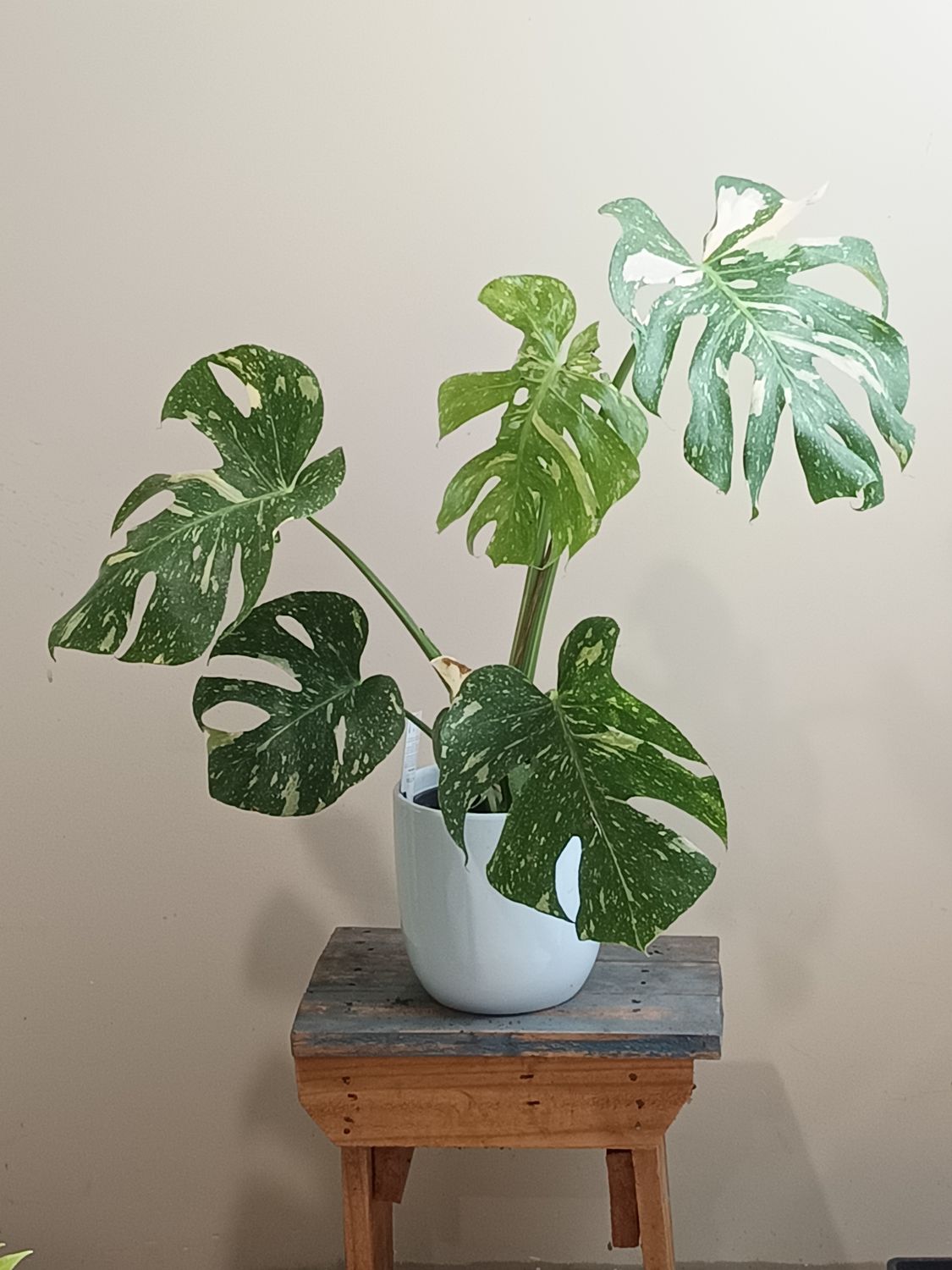 Thai Constellation Monstera