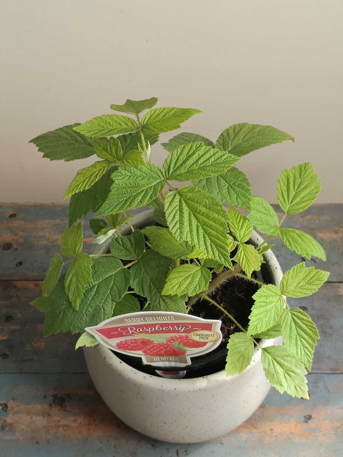 Heritage Raspberry