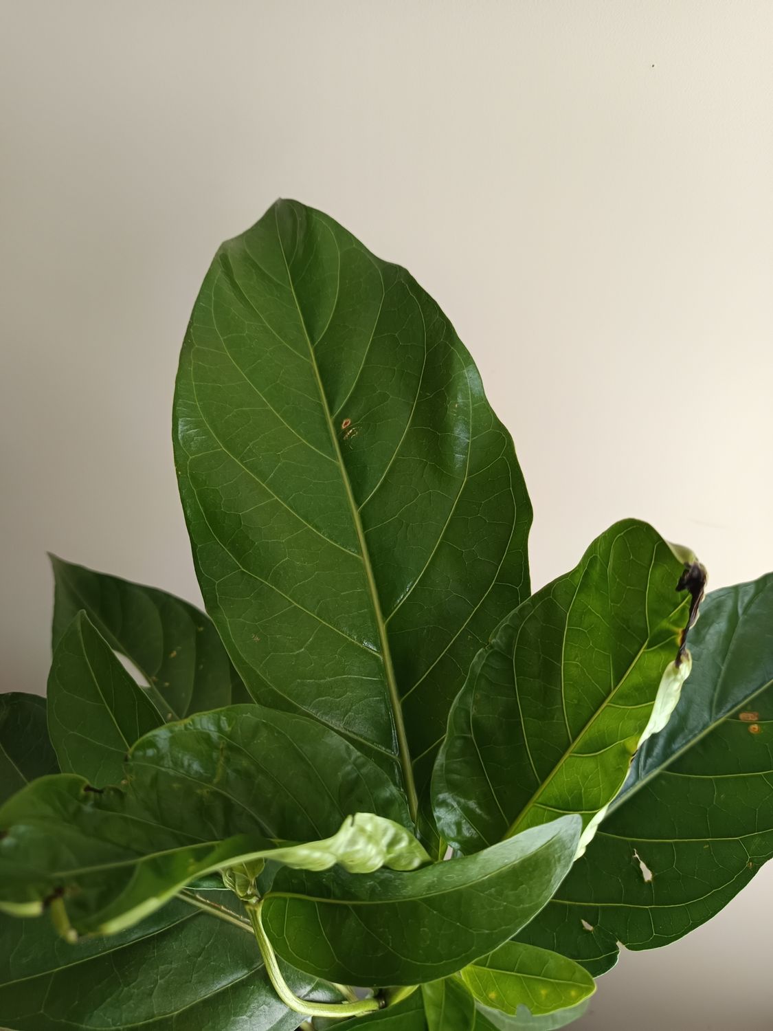 Noni