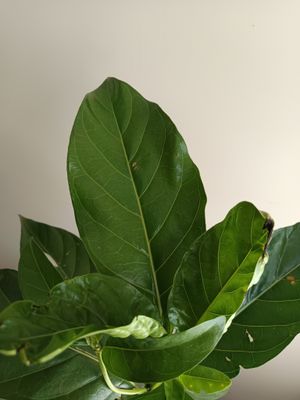 Noni