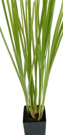 Vetiver Grass