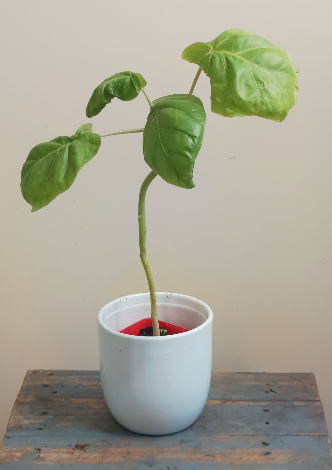 Red Tamarillo