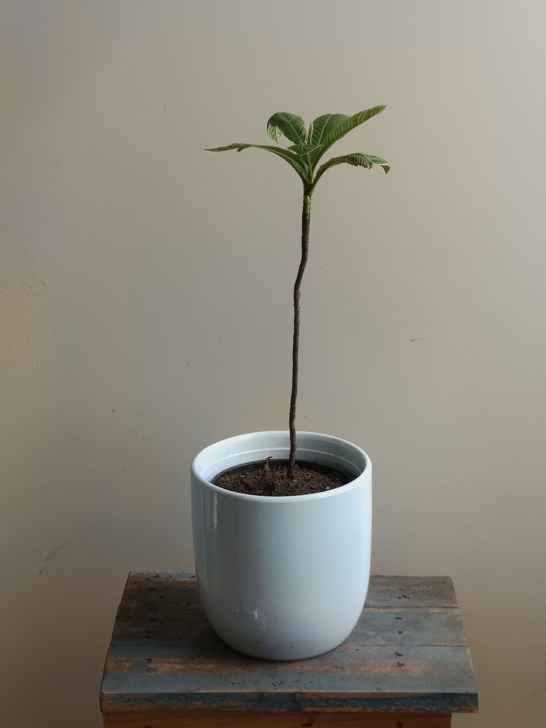 Elephant Apple