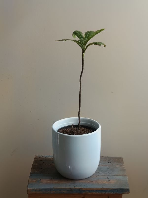 Elephant Apple