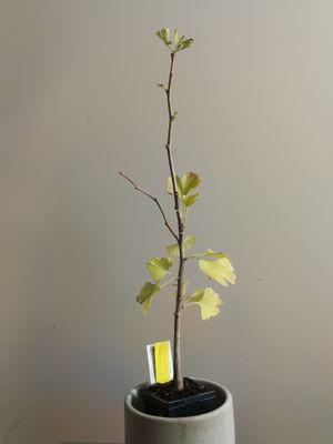 Ginkgo tree