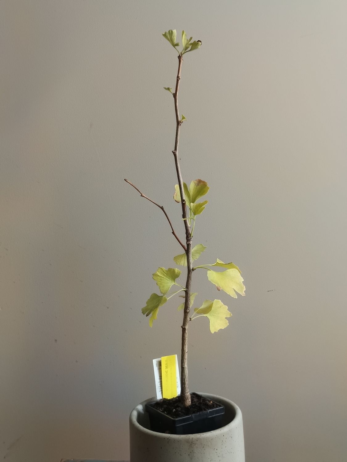 Ginkgo tree