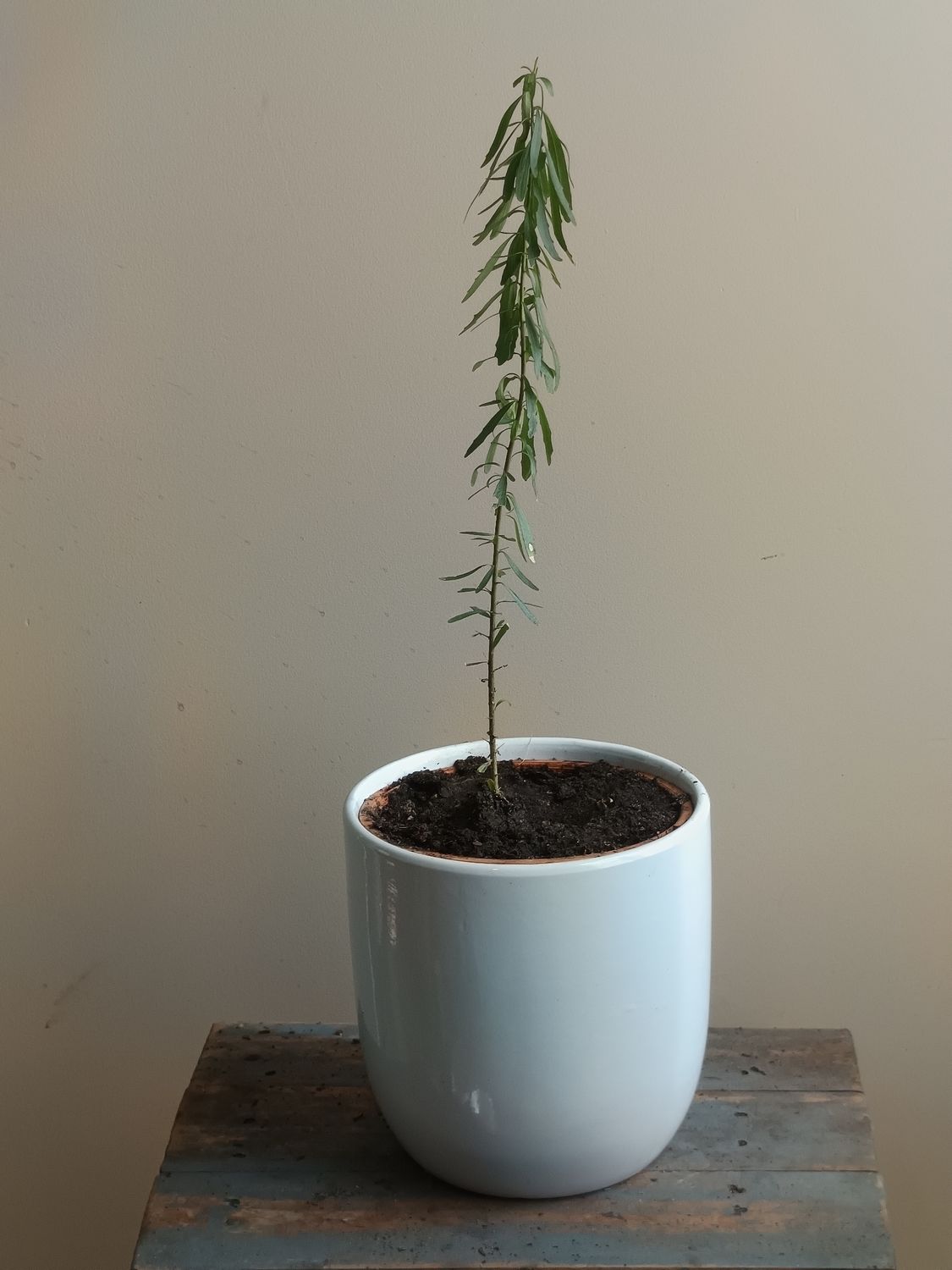 Tree Violet