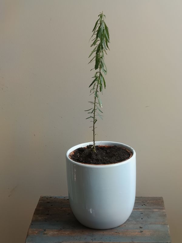Tree Violet