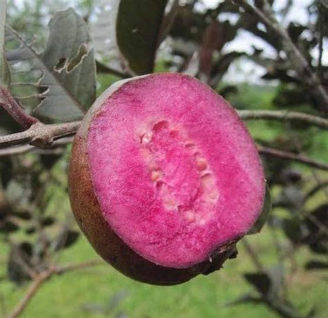 Red Malay Guava