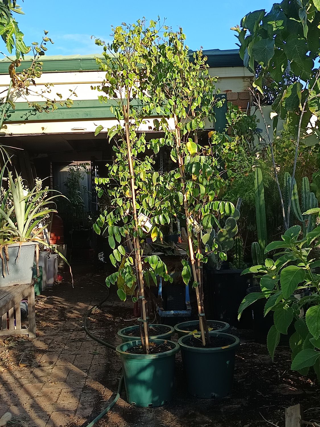 Honey Sweet Starfruit - Mature &amp; Grafted