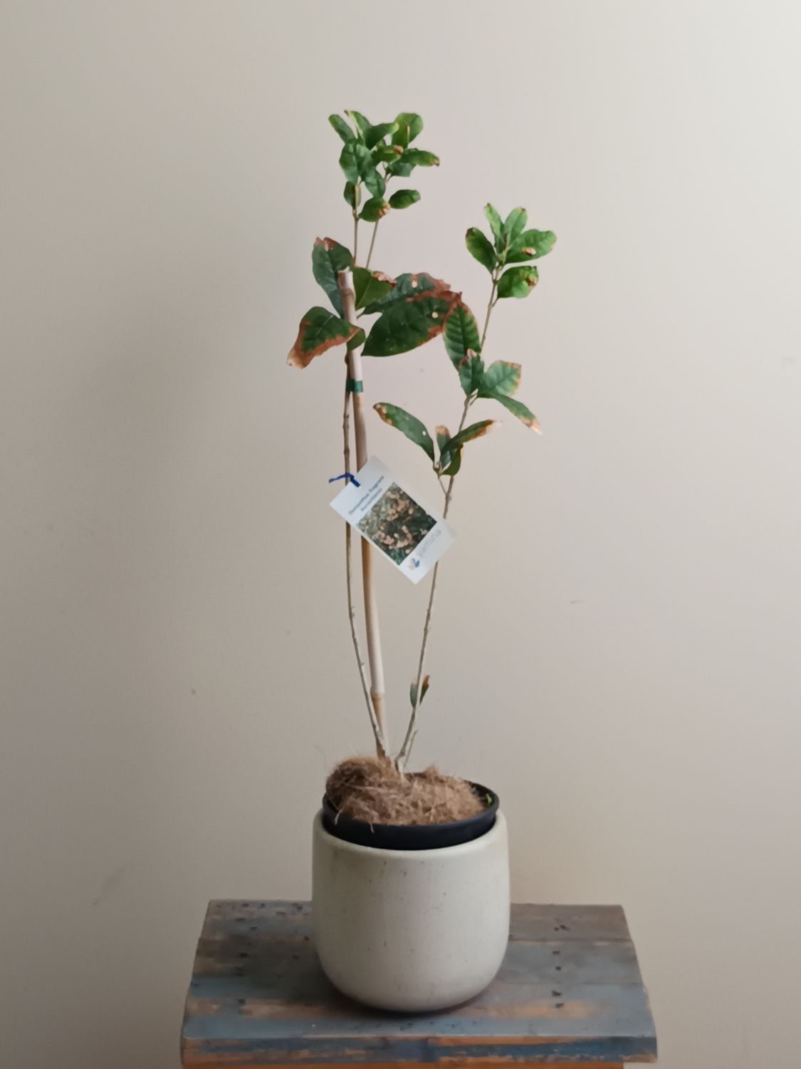 Osmanthus - Aurantiacus