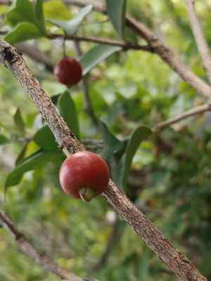 Cedar Bay Cherry