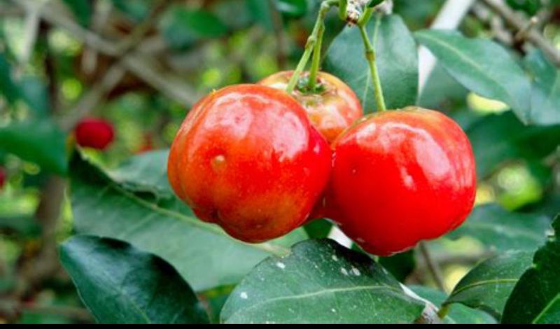 Acerola or Barbados Cherry