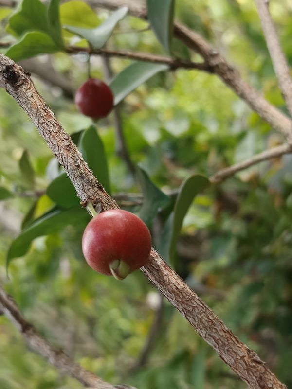 Cedar Bay Cherry- Small
