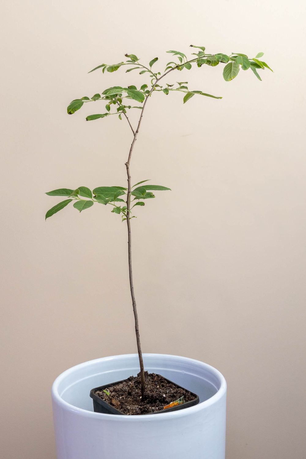 Panchira, money tree, Saba nut Malabar chestnut