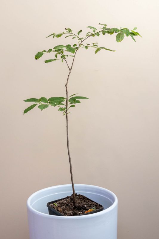 Panchira, money tree, Saba nut Malabar chestnut
