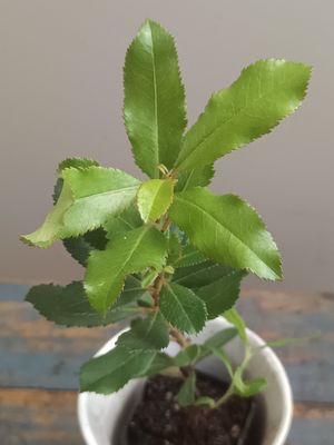 Canary Island Madrone