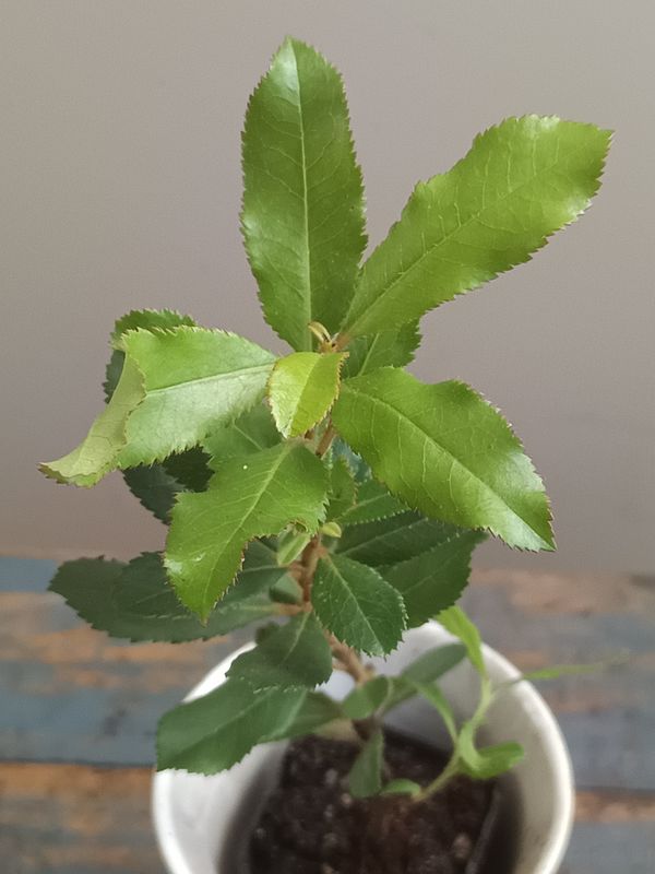 Canary Island Madrone