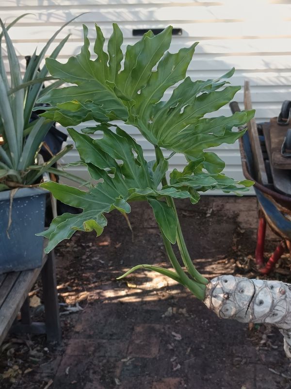 Tree philadondron
