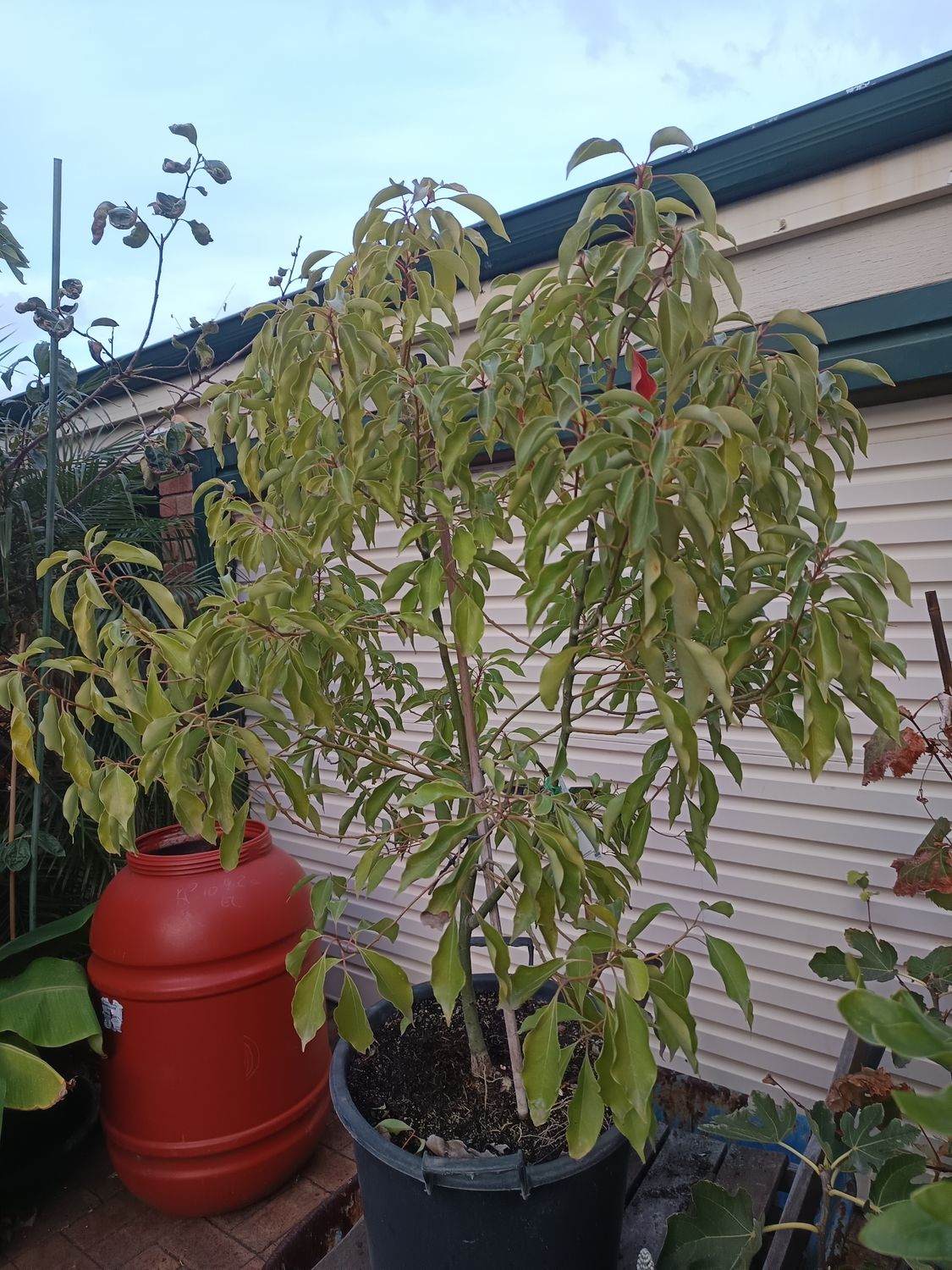 Cinnamomum camphora (camphor tree)