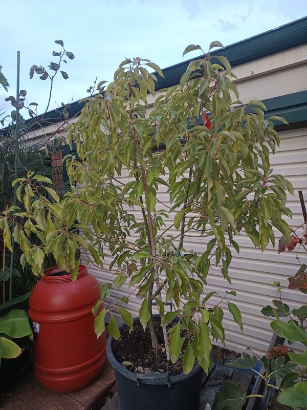 Cinnamomum camphora (camphor tree)