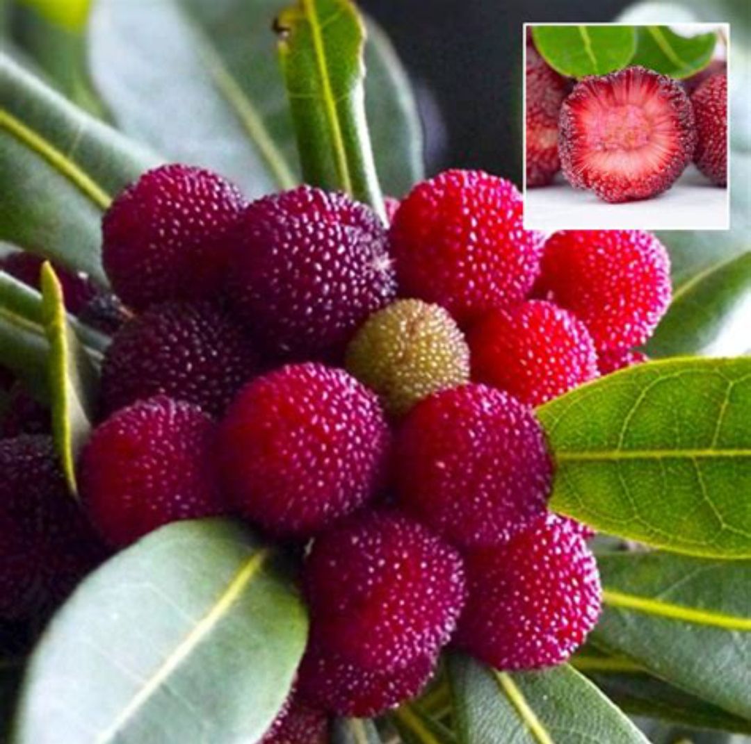 Chinese Bayberry