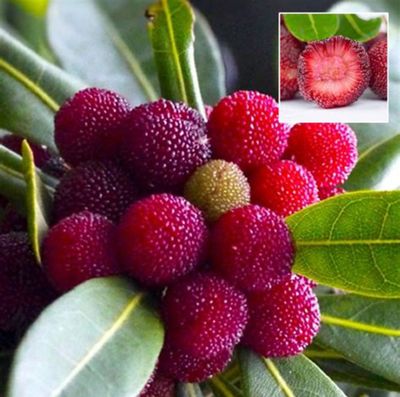 Chinese Bayberry