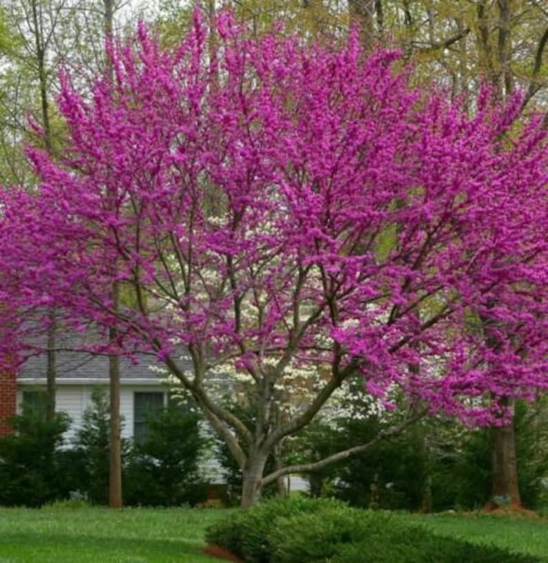 ​Cercis canadensis &quot;Oklahoma&quot;